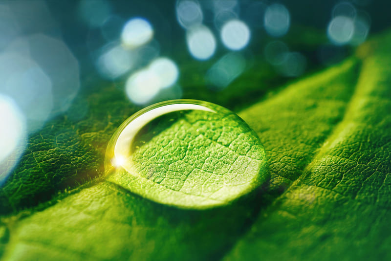 Gota en hoja